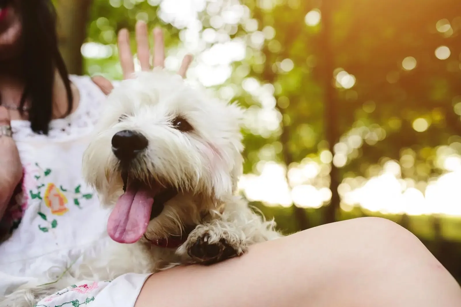Dog sitting on lap of person in chair